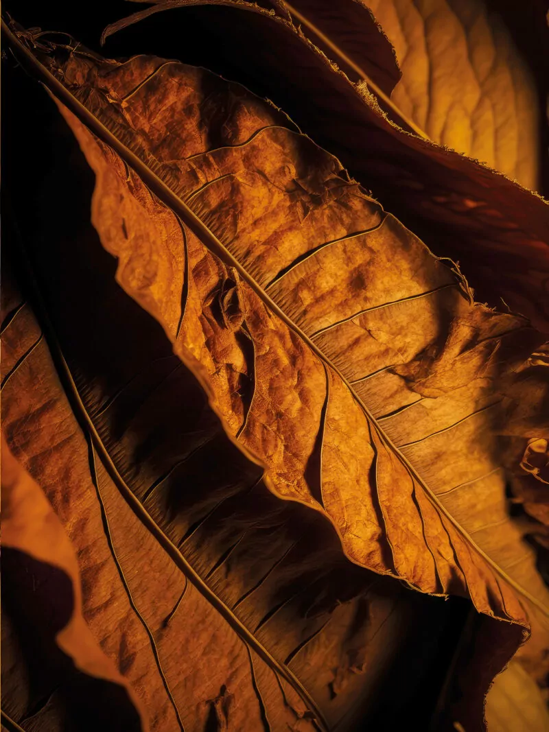 Cerapersa - Candela di soia Tobacco Leaf