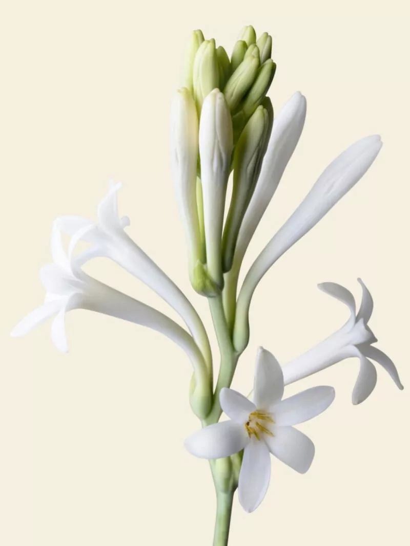 Cerapersa - Candela di soia Tuberose