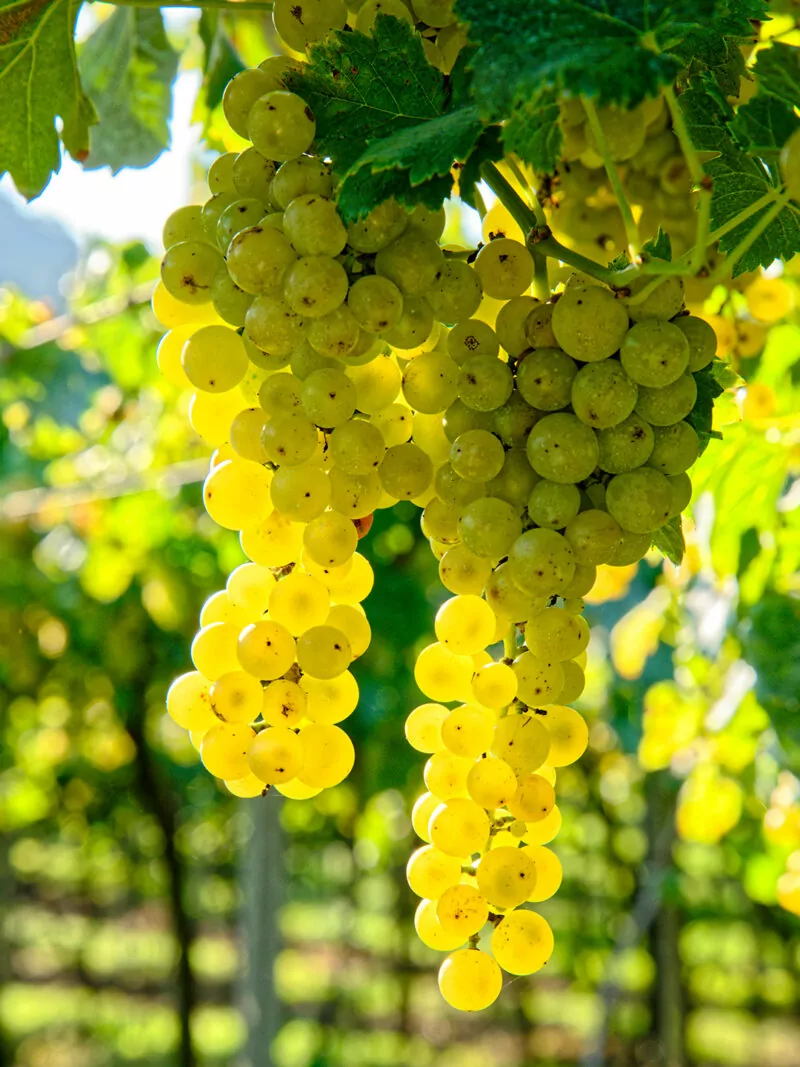 Cerapersa - Candela di soia Grapevine